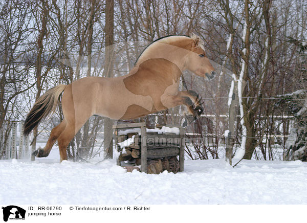 jumping horse / RR-06790