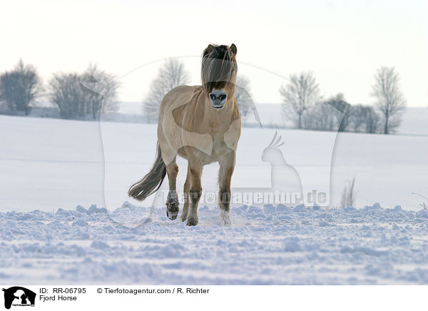 Fjord Horse / RR-06795