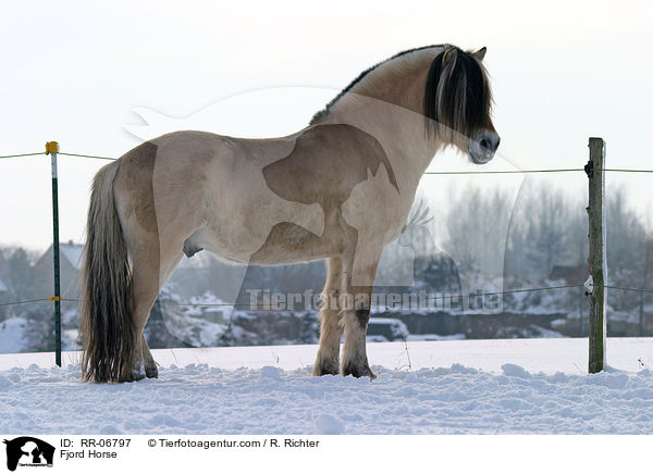Fjordpferd / Fjord Horse / RR-06797