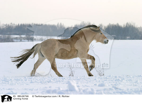 running horse / RR-06798