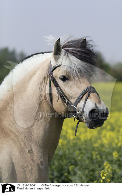 Fjordpferd im Rapsfeld / Fjord Horse in rape field / EH-01041