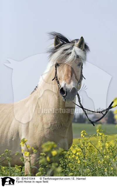 Fjord Horse in rape field / EH-01044