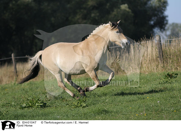 Fjord Horse / EH-01047