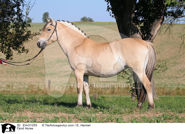 Fjord Horse / EH-01055