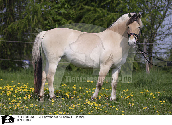 Fjordpferd / Fjord Horse / EH-01065