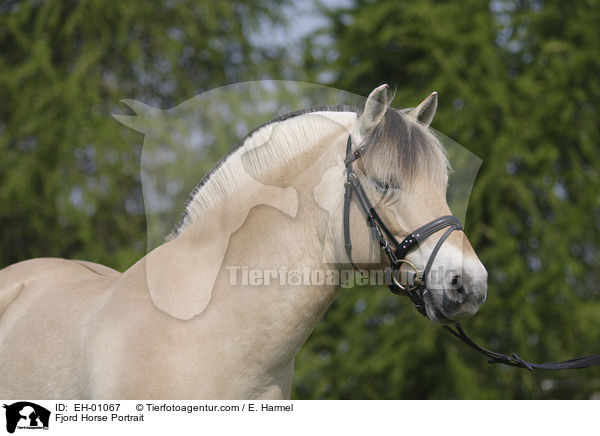 Fjord Horse Portrait / EH-01067