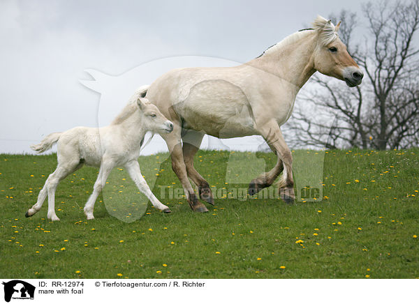 mare with foal / RR-12974