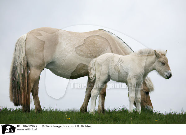 mare with foal / RR-12979