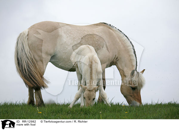 mare with foal / RR-12982