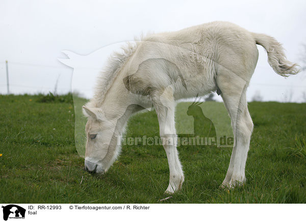 foal / RR-12993