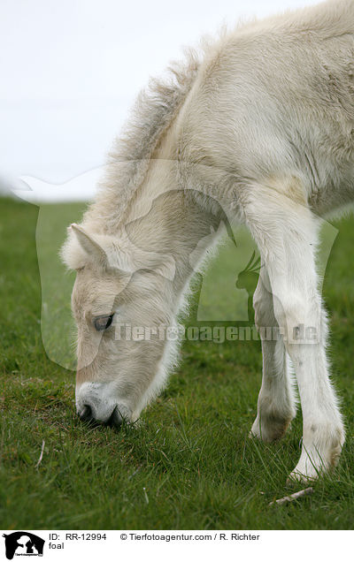 Fjordpferd Fohlen / foal / RR-12994