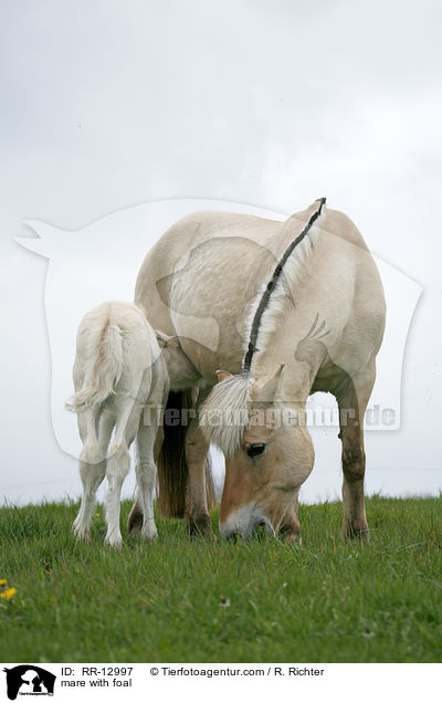 mare with foal / RR-12997