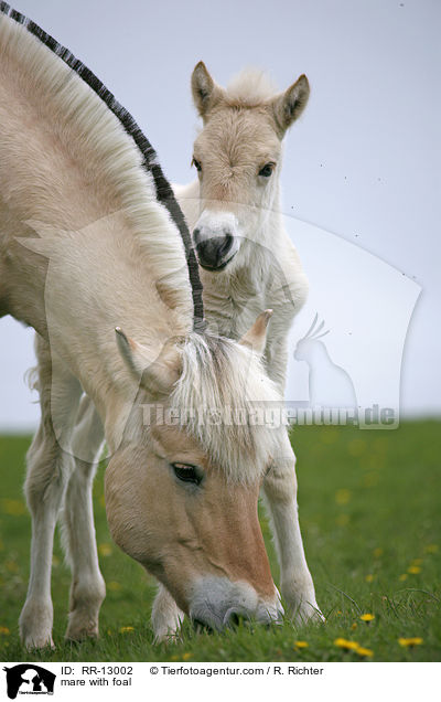 mare with foal / RR-13002