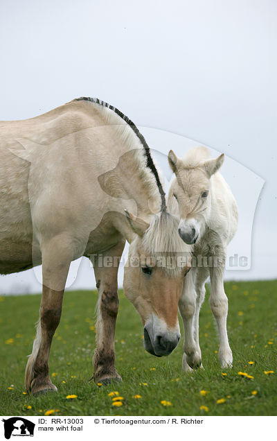 Norweger Stute mit Fohlen / mare wiht foal / RR-13003