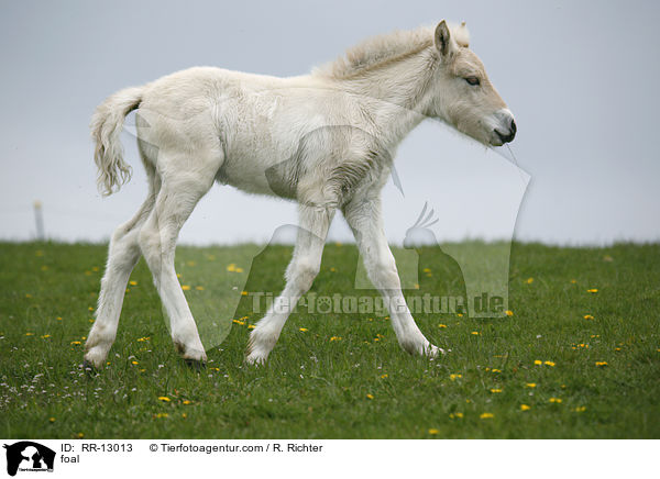 foal / RR-13013