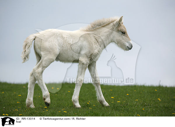 foal / RR-13014
