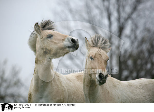 young horses / RR-13031