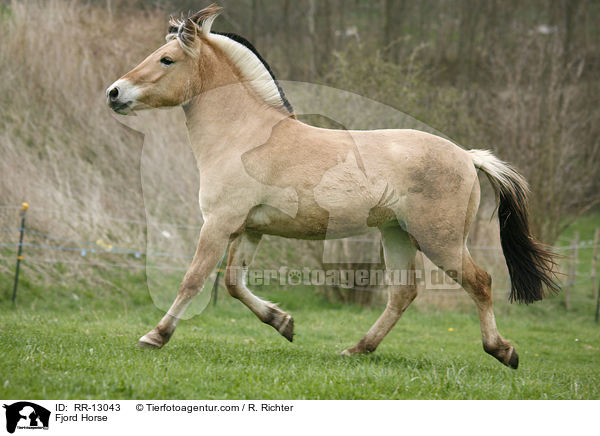 Fjord Horse / RR-13043