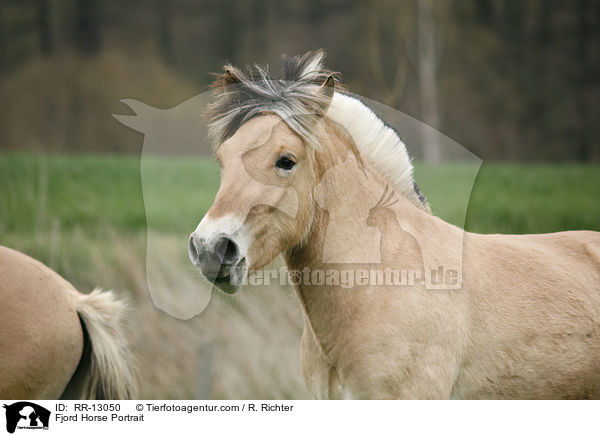 Fjord Horse Portrait / RR-13050