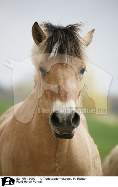 Fjord Horse Portrait / RR-13053
