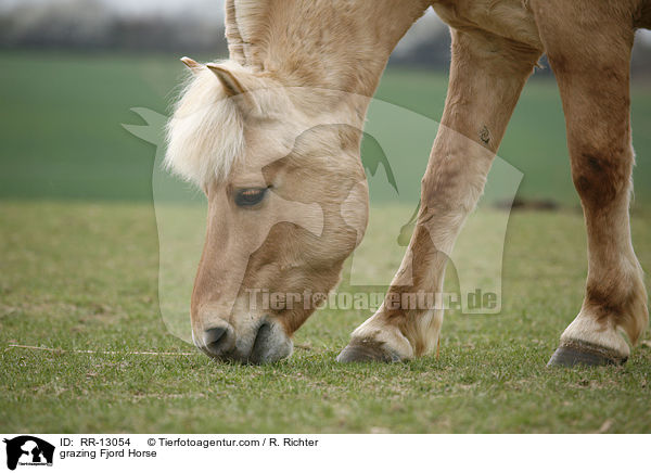 grazing Fjord Horse / RR-13054