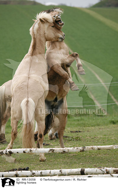 kmpfende Fjordpferde / fighting horses / RR-13058
