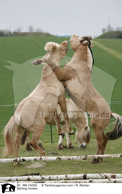 kmpfende Fjordpferde / fighting horses / RR-13059