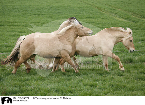 Fjord Horses / RR-13074