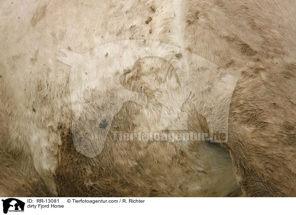 dirty Fjord Horse / RR-13081
