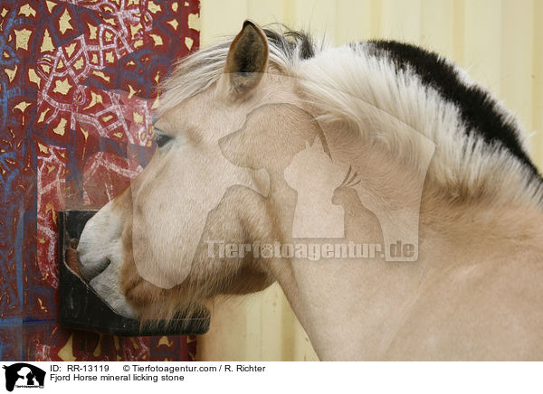 Mineralleckstein / Fjord Horse mineral licking stone / RR-13119
