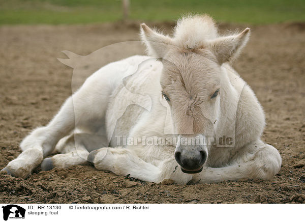 sleeping foal / RR-13130