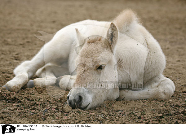 sleeping foal / RR-13131