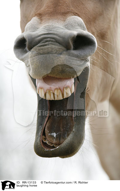 laughing horse / RR-13133