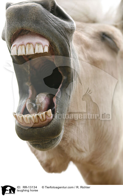 laughing horse / RR-13134