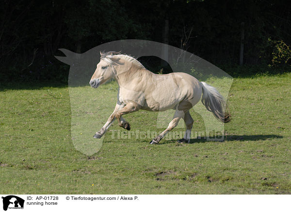 running horse / AP-01728