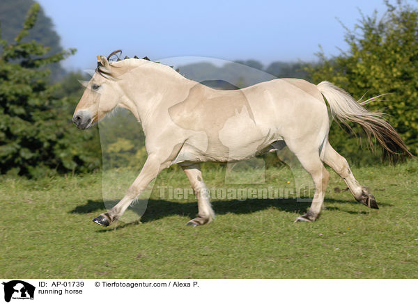 running horse / AP-01739