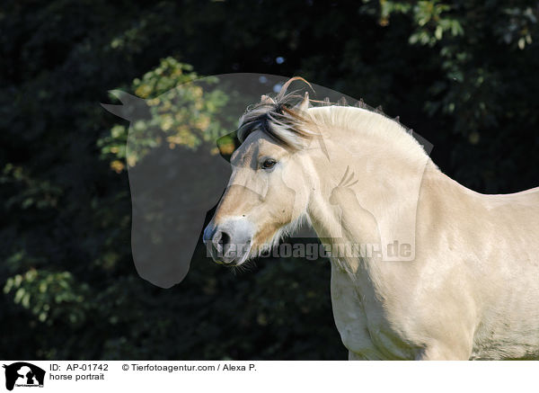 horse portrait / AP-01742