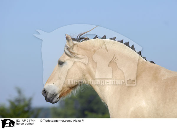 horse portrait / AP-01744