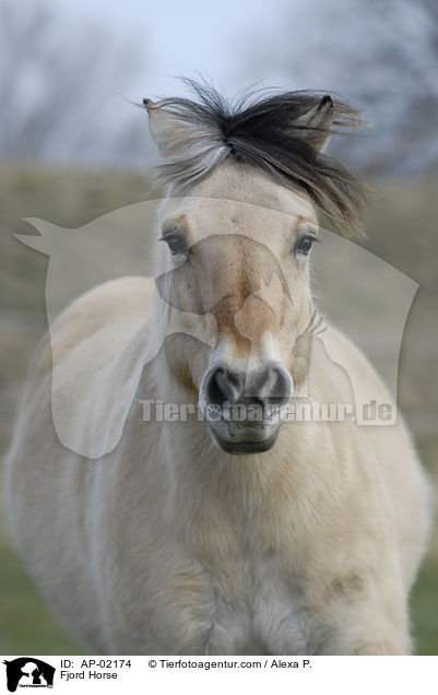 Fjord Horse / AP-02174