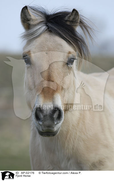 Fjord Horse / AP-02176