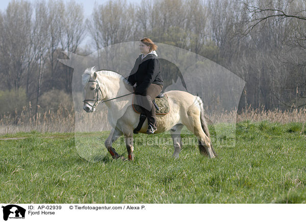 Fjordpferd / Fjord Horse / AP-02939