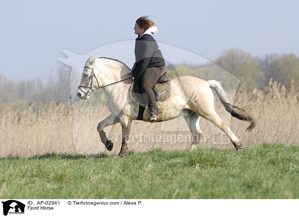 Fjordpferd / Fjord Horse / AP-02941