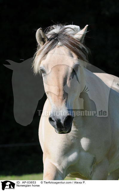 Norwegian horse / AP-03653