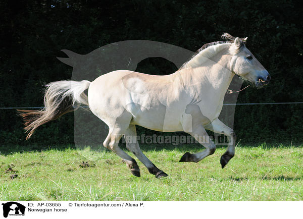 Norwegian horse / AP-03655