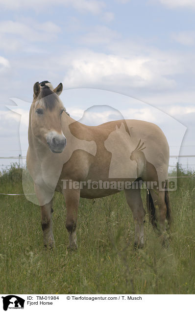 Fjord Horse / TM-01984