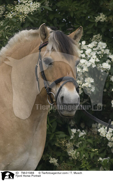 Fjord Horse Portrait / TM-01988