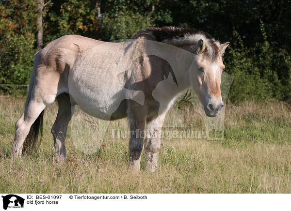 old fjord horse / BES-01097