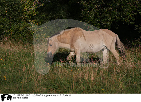 old fjord horse / BES-01106