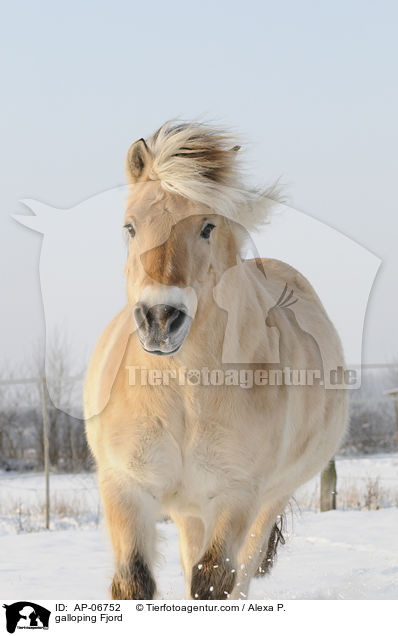 galloping Fjord / AP-06752