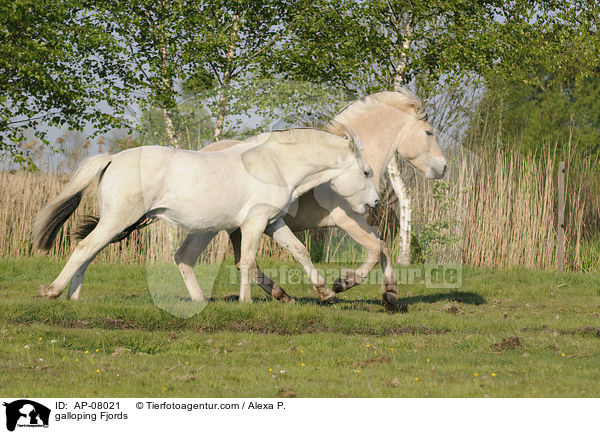 galloping Fjords / AP-08021